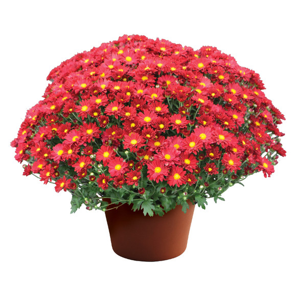Chrysanthemum 'Bonnie Red'