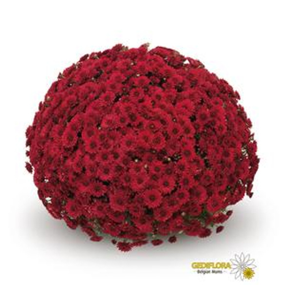 Chrysanthemum 'Belgian Mums® Lava Red'