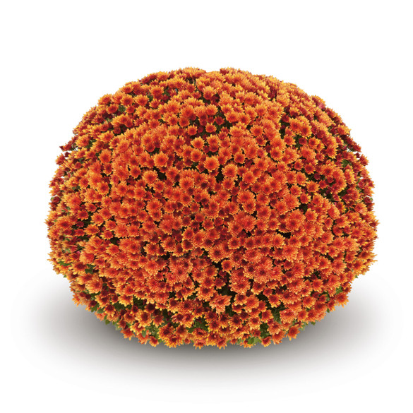 Chrysanthemum Vigorelli Orange