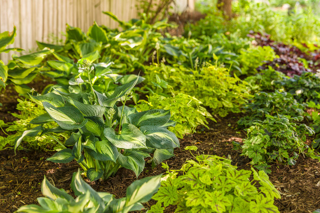 Hosta SHADOWLAND® 'Hudson Bay'