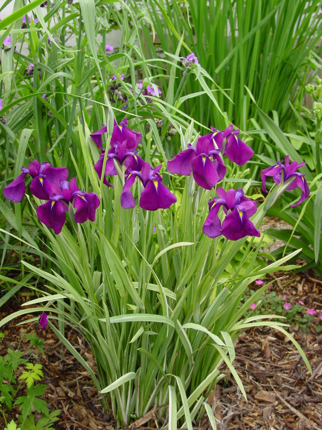 Iris ensata 'Variegata'