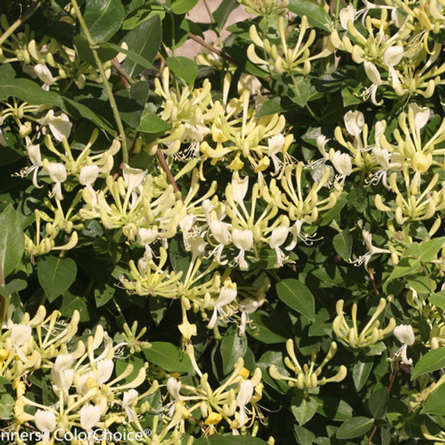 Lonicera periclymenum 'Scentsation'