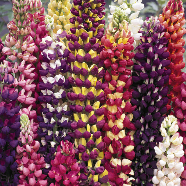 Lupinus 'Tutti Frutti™ Hybrids'