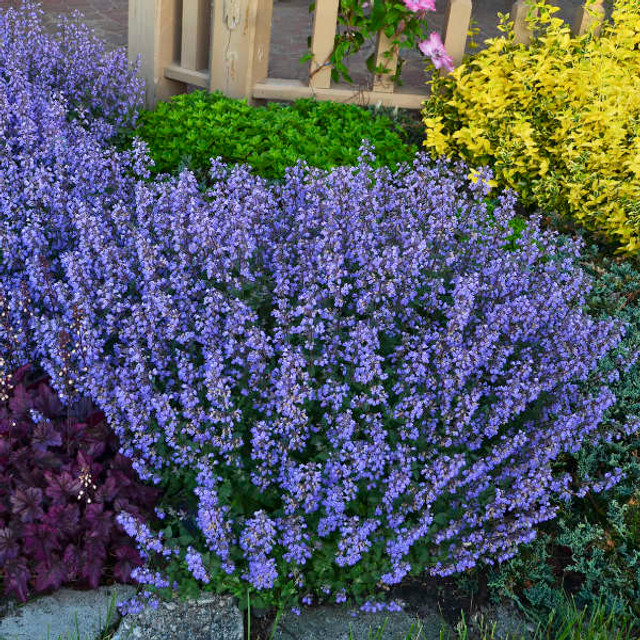 Nepeta x faassenii 'Purrsian Blue'