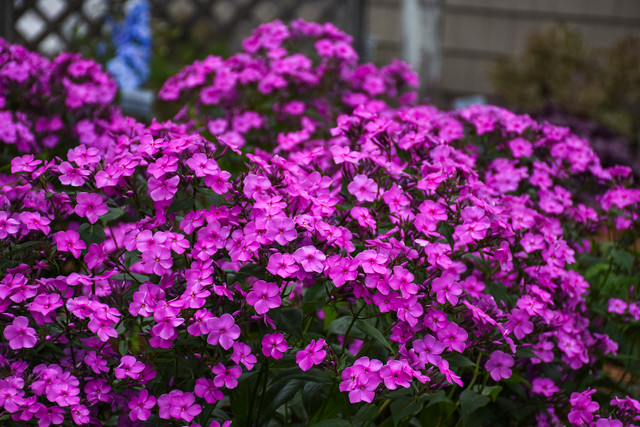 Phlox 'Cloudburst'