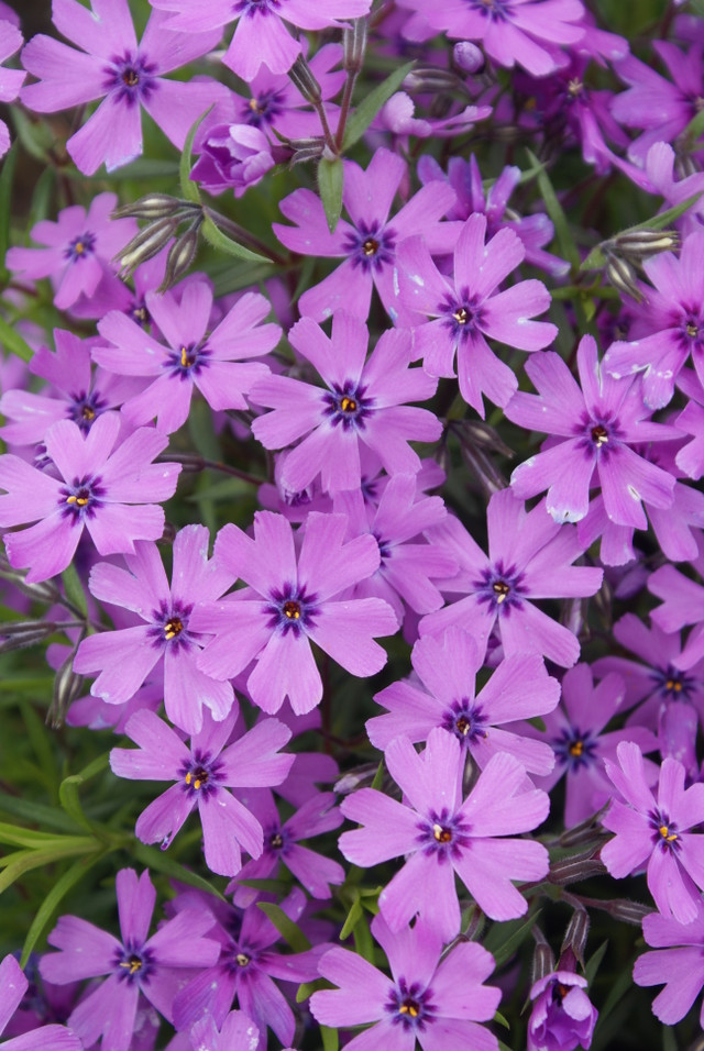 Spring Bling® 'Pink Sparkles' - Hybrid Spring Phlox - Phlox hybrid