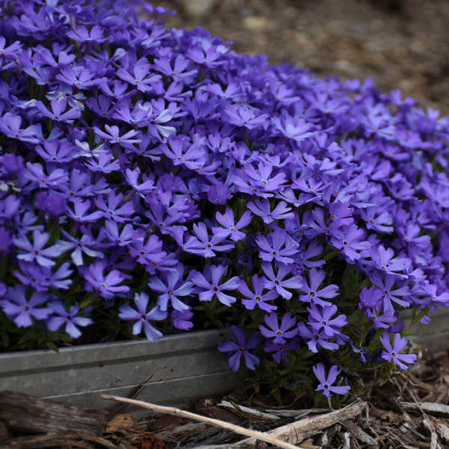 Spring Bling® 'Pink Sparkles' - Hybrid Spring Phlox - Phlox hybrid