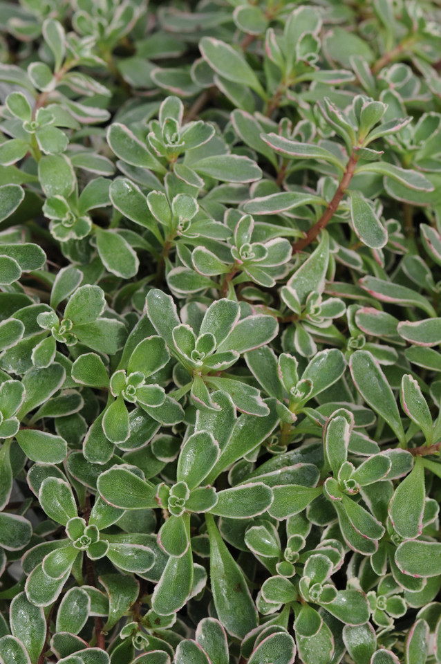 Sedum spurium 'Tricolor'