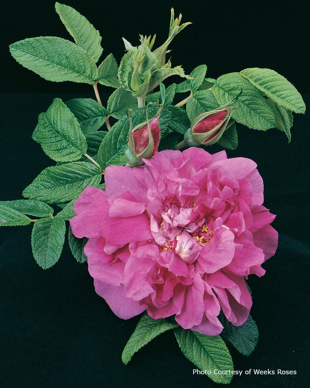 Twilight Zone Grandiflora Rose, Jumbo Roses
