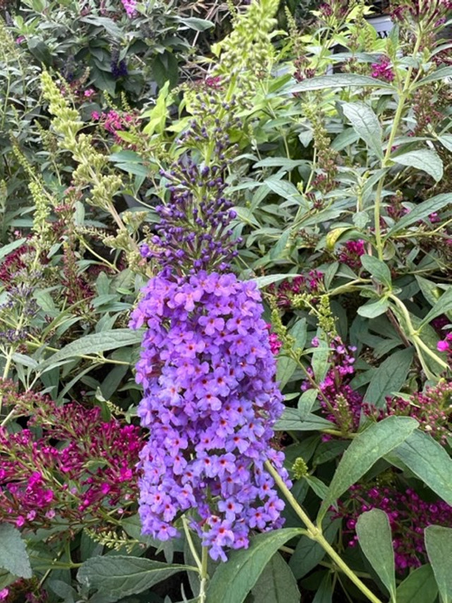 Buddleia Miss Molly  Bluestone Perennials