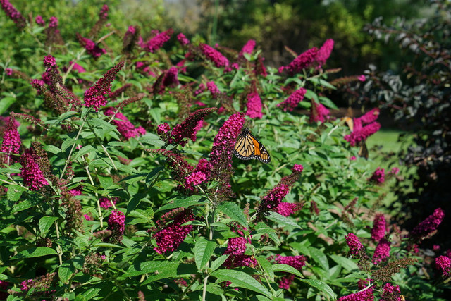 Buddleia 'Miss Molly'