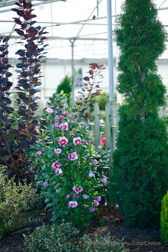 Hibiscus 'Purple Pillar®'