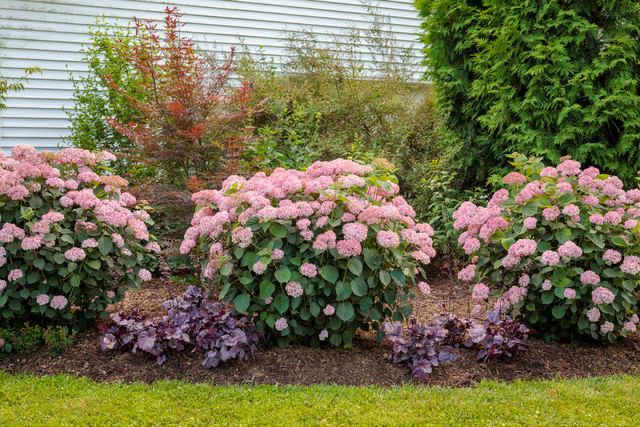 Hydrangea aborescens 'Invincibelle® Spirit II'