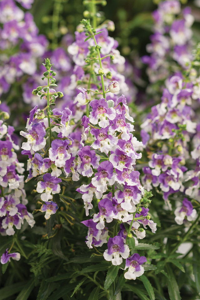 Angelonia angustifolia hybrid 'Angelface® Wedgwood Blue'