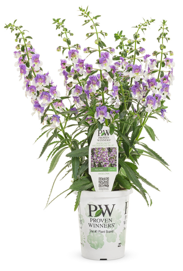 Angelonia angustifolia hybrid 'Angelface® Wedgwood Blue' in grower pot