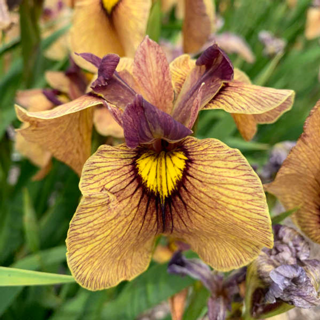 IRIS ensata DINNER PLATE™ 'Ice Cream' - North Coast Perennials