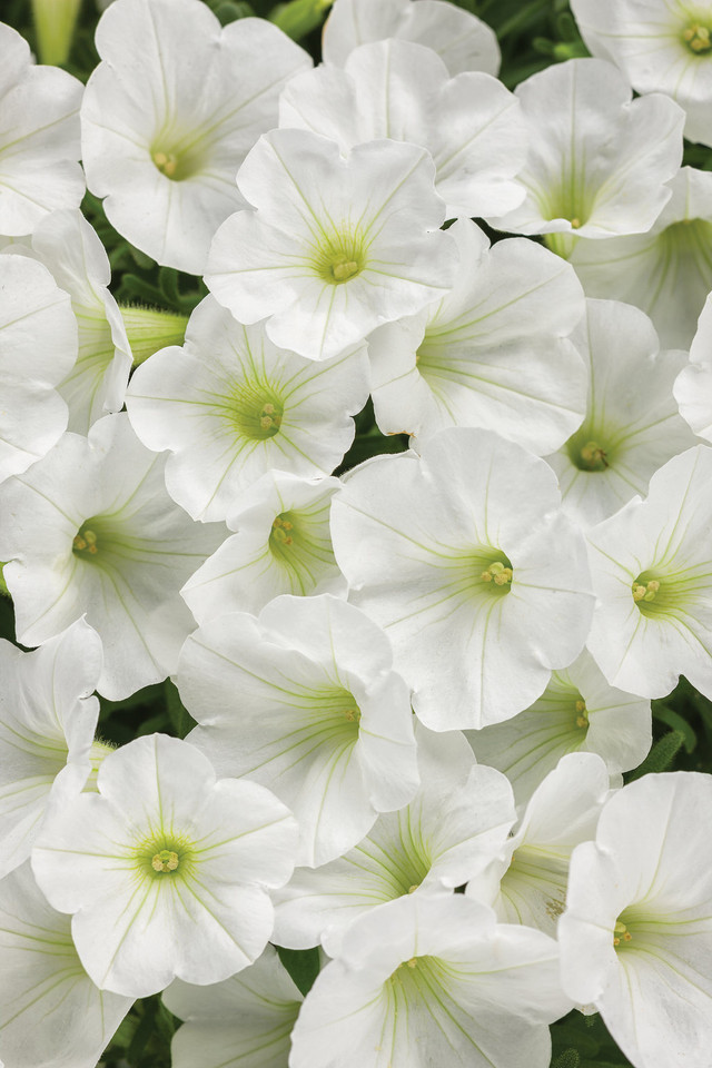 Petunia hybrid 'Supertunia Mini Vista® White'