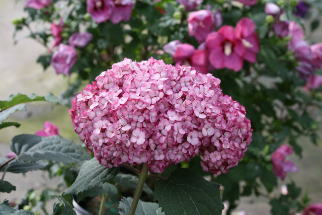 Hydrangea Invincibelle Mini Mauvette®