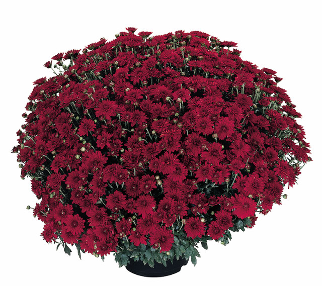 Chrysanthemum 'Camina Red'