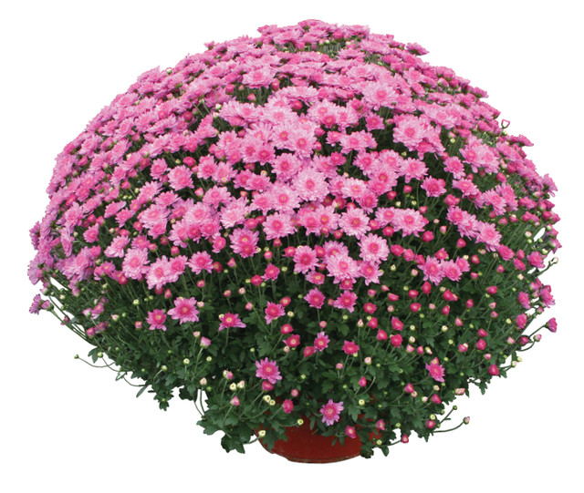 Chrysanthemum 'Chelsey™ Pink'
