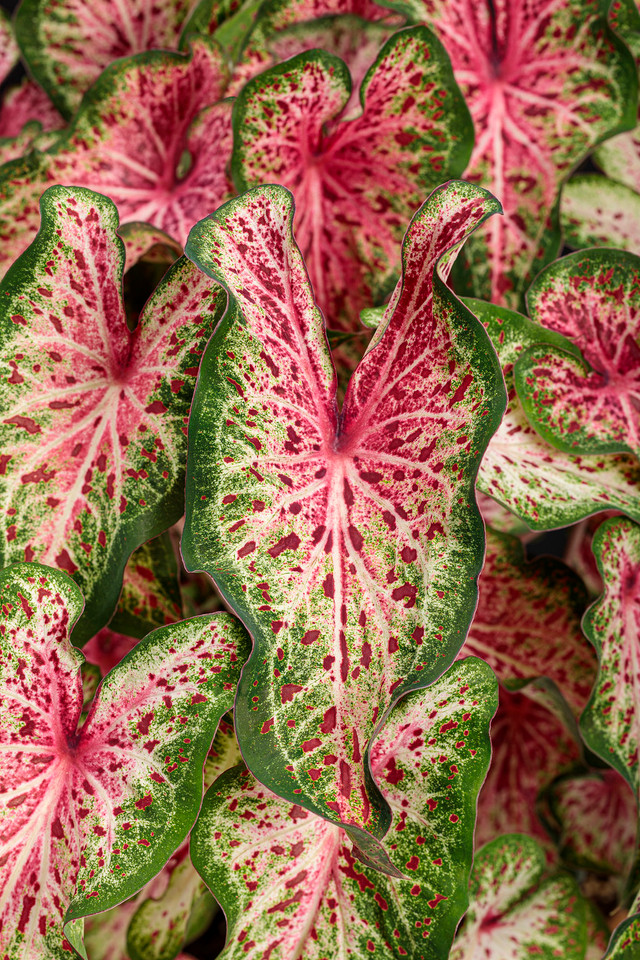 HEART TO HEART® 'Blushing Bride' Caladium - Garden Crossings