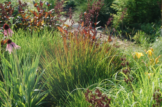 Andropogon gerardii 'Rain Dance'