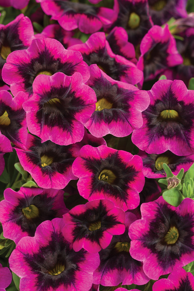 Calibrachoa hybrid 'Superbells® Blackcurrant Punch™' close up