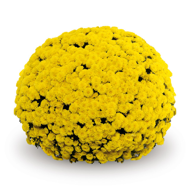 Chrysanthemum 'Belgian Mums© Mouria Yellow'
