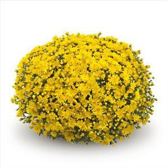 Chrysanthemum 'Belgian Mums© Conella Yellow'