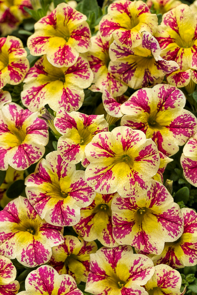 Calibrachoa hybrid 'Superbells® Holy Moly!®' close up