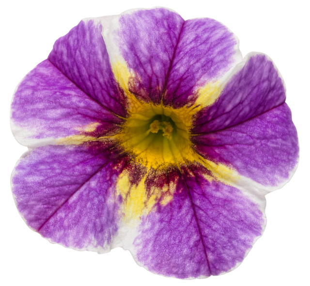 Calibrachoa hybrid 'Superbells® Holy Smokes!®' flower