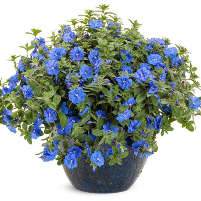 Evolvulus hybrid 'Blue My Mind® XL' in decorative pot