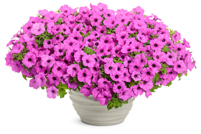 Petunia hybrid 'Supertunia Vista® Jazzberry™' in decorative pot