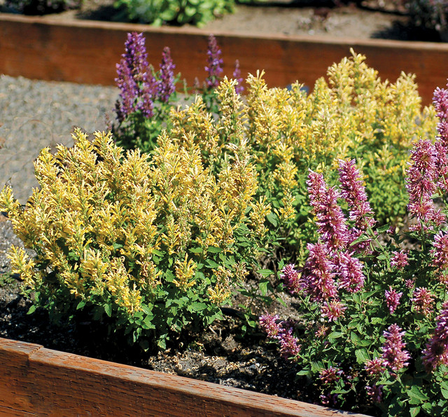 Agastache POQUITO™ 'Butter Yellow' in landscape