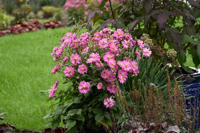 Anemone FALL IN LOVE™ 'Sweetly' in landscape