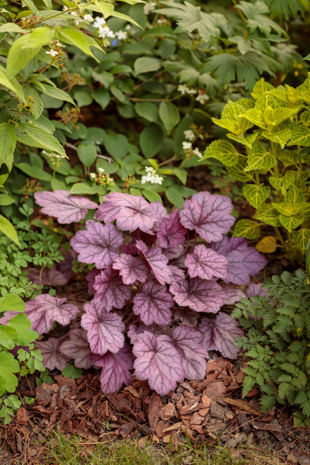 Heuchera PRIMO® 'Wild Rose'