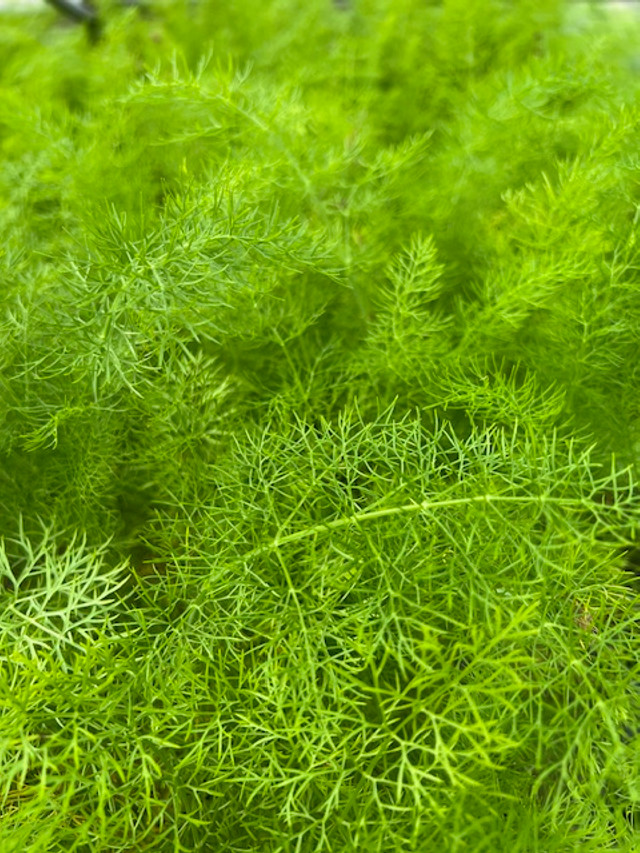 Fennel 'Florence'