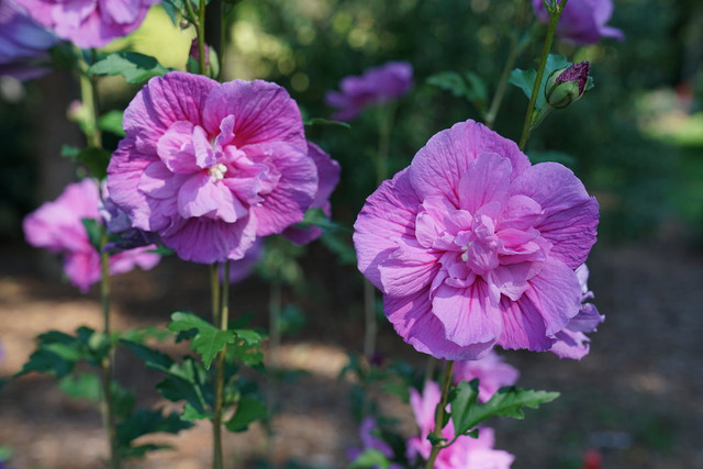 Hibiscus 'Dark Lavender Chiffon®'