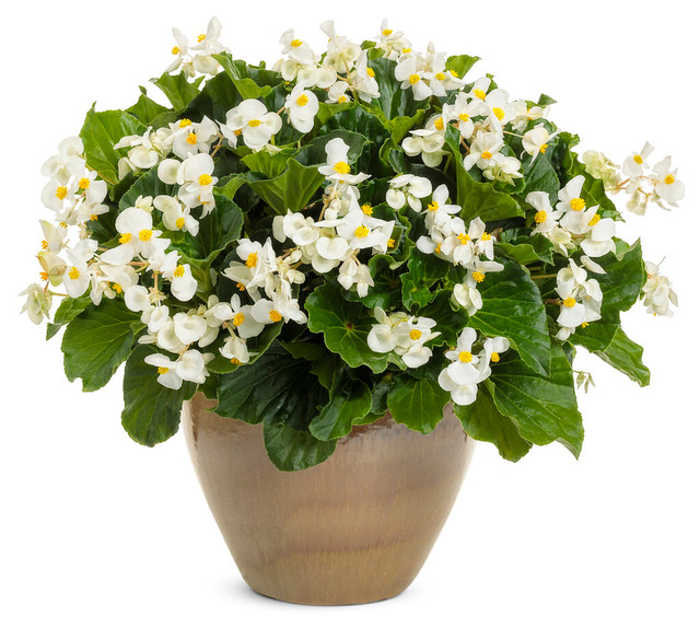 Begonia x hybrida 'Surefire® White'