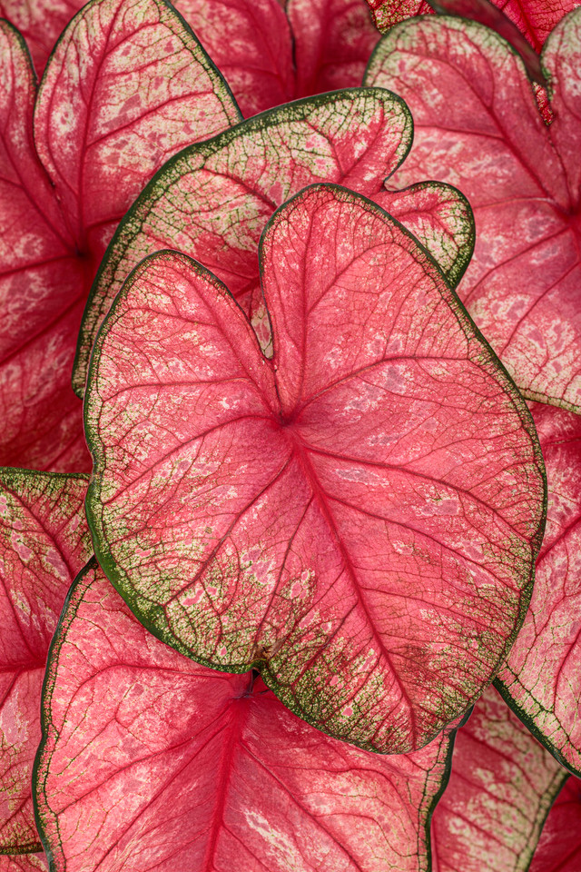 HEART TO HEART® 'Blushing Bride' Caladium - Garden Crossings