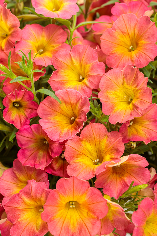 Petunia hybrid 'Supertunia® Persimmon'