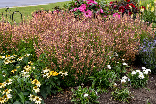 Agastache MEANT TO BEE™ 'Queen Nectarine' in landscape
