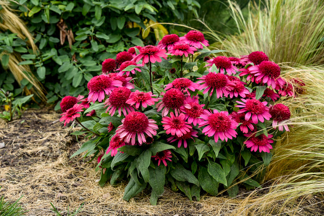 Echinacea DOUBLE CODED™ 'Raspberry Beret' in landscape