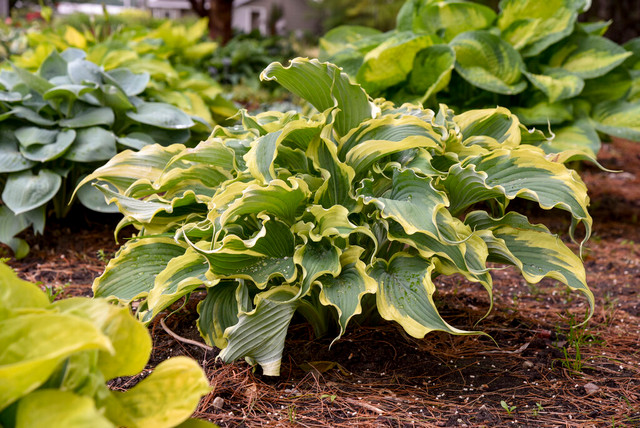 Hosta SHADOWLAND® 'Voices in the Wind'