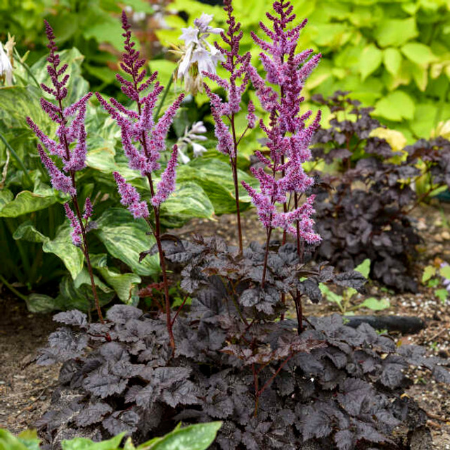 Astilbe 'Dark Side of the Moon'