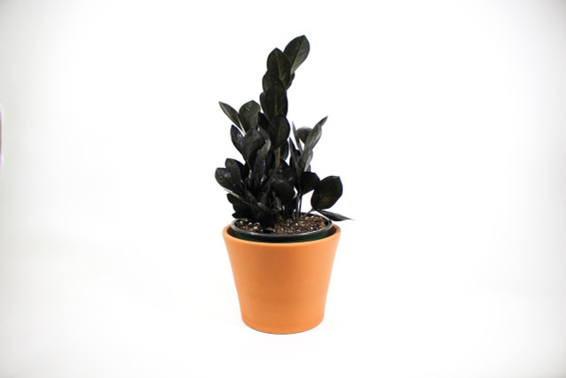 Raven ZZ Plant - Zamioculcas zamiifolia 'Raven' in decorative pot