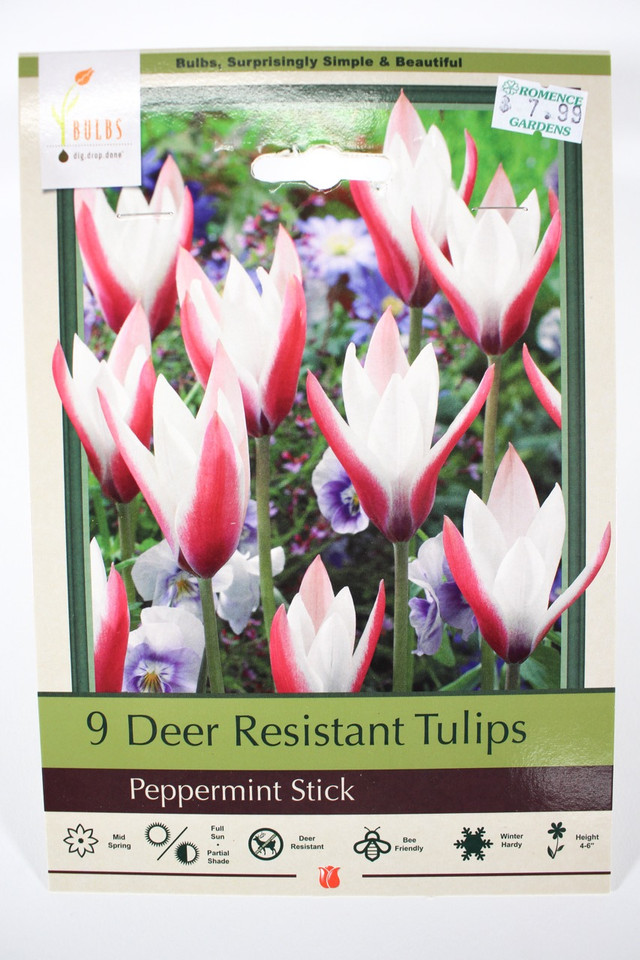 Tulip 'Peppermint Stick' - Bulbs