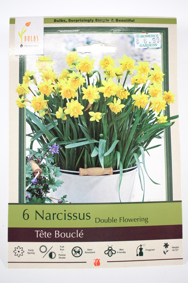 Narcissus 'Tête Bouclé' - Bulbs
