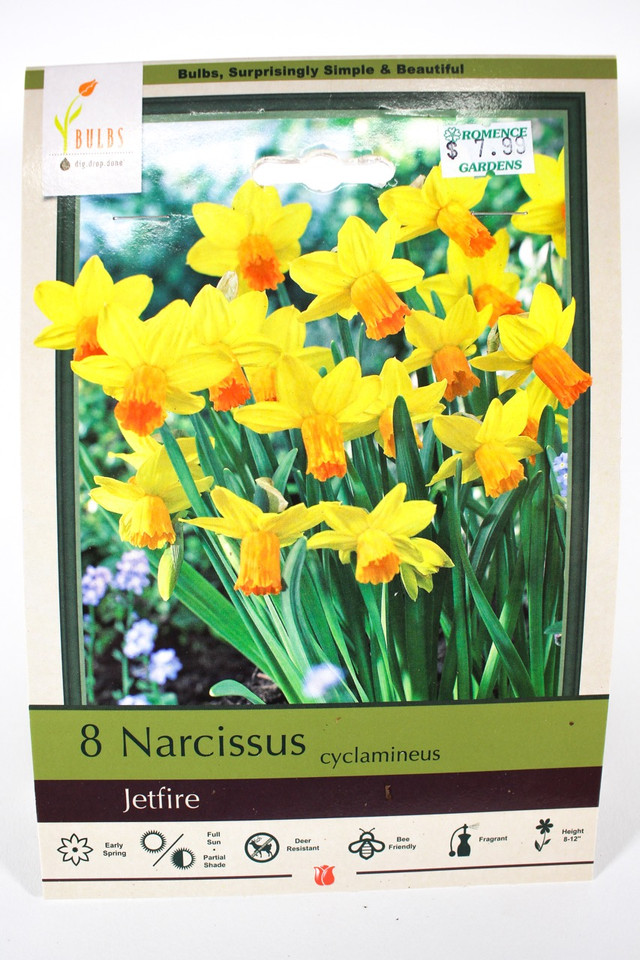 Narcissus 'Jetfire' - Bulbs
