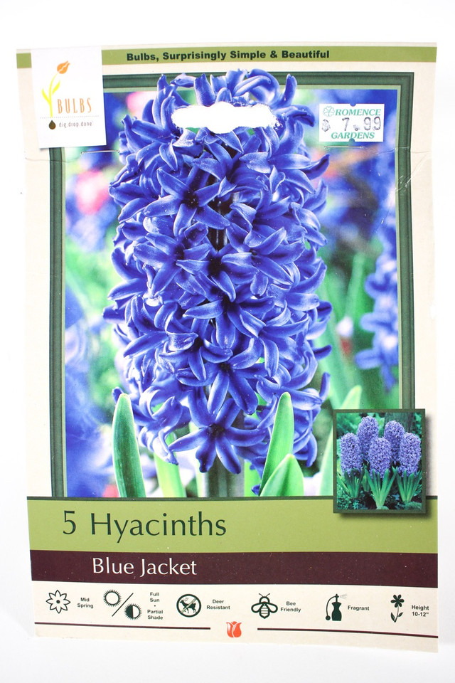 Hyacinth 'Blue Jacket' - Bulbs